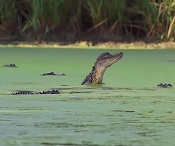 airboat tours